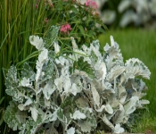 2022 09 12 LongFellowGardens 098